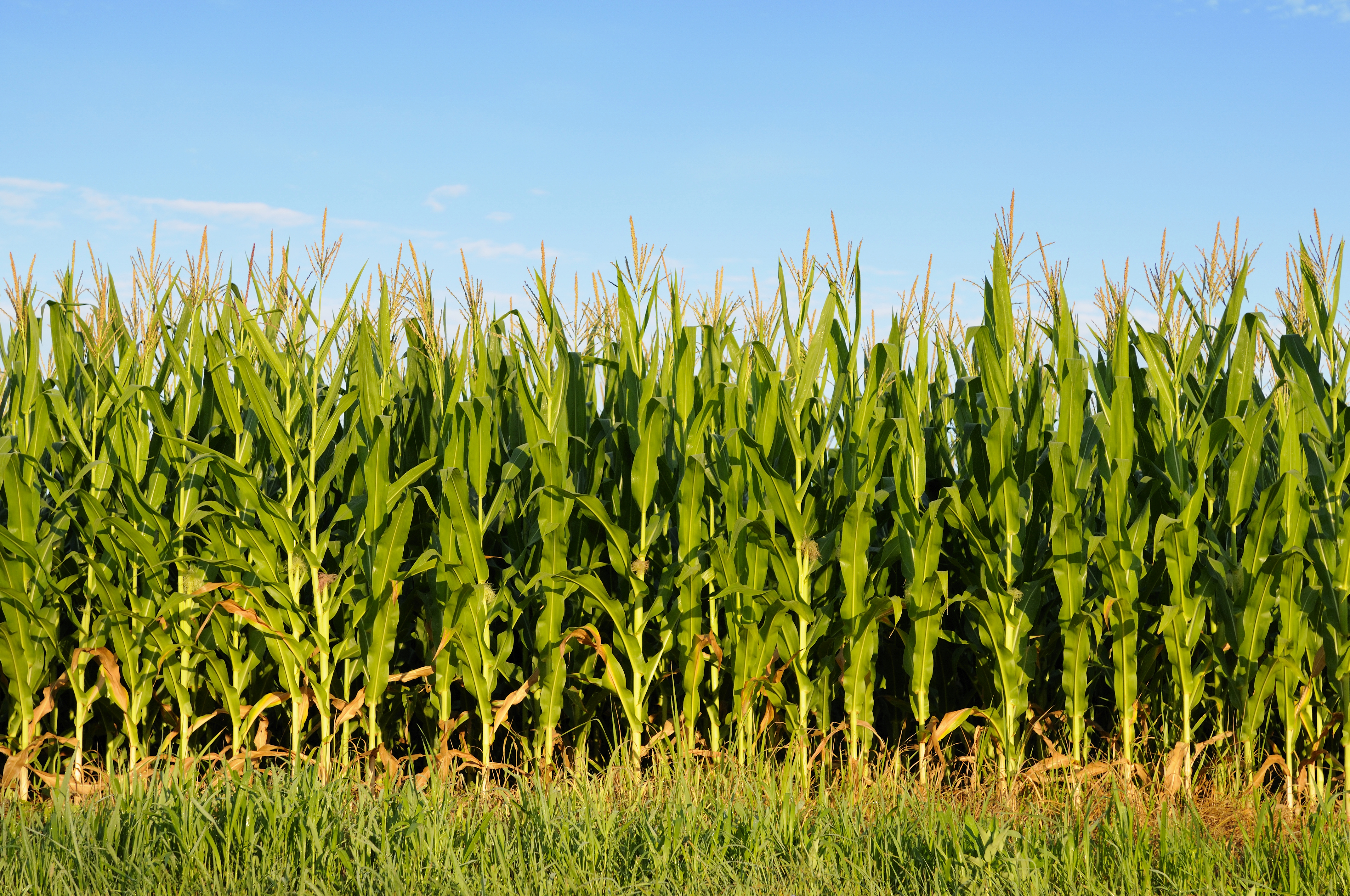 Урожайность кормовой. Кукурузные поля Мексики. Кукуруза злаковое растение. Иллинойс кукурузные поля. Пшеница кукуруза рапс подсолнечник.