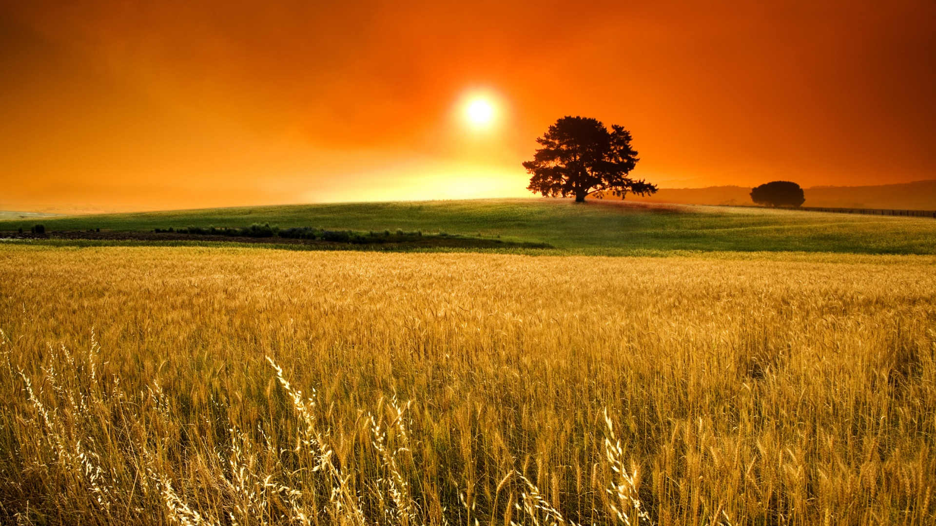 Nice Images Collection: Cornfield Desktop Wallpapers