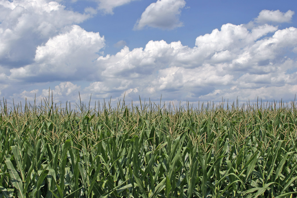 Cornfield High Quality Background on Wallpapers Vista
