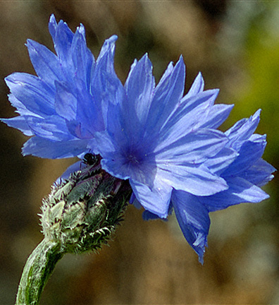 HD Quality Wallpaper | Collection: Earth, 396x432 Cornflower
