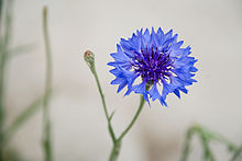 Amazing Cornflower Pictures & Backgrounds