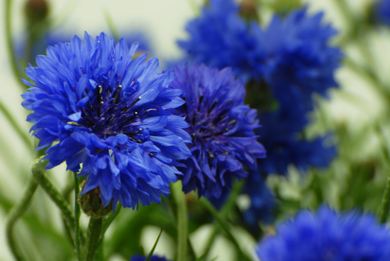 HD Quality Wallpaper | Collection: Earth, 800x536 Cornflower