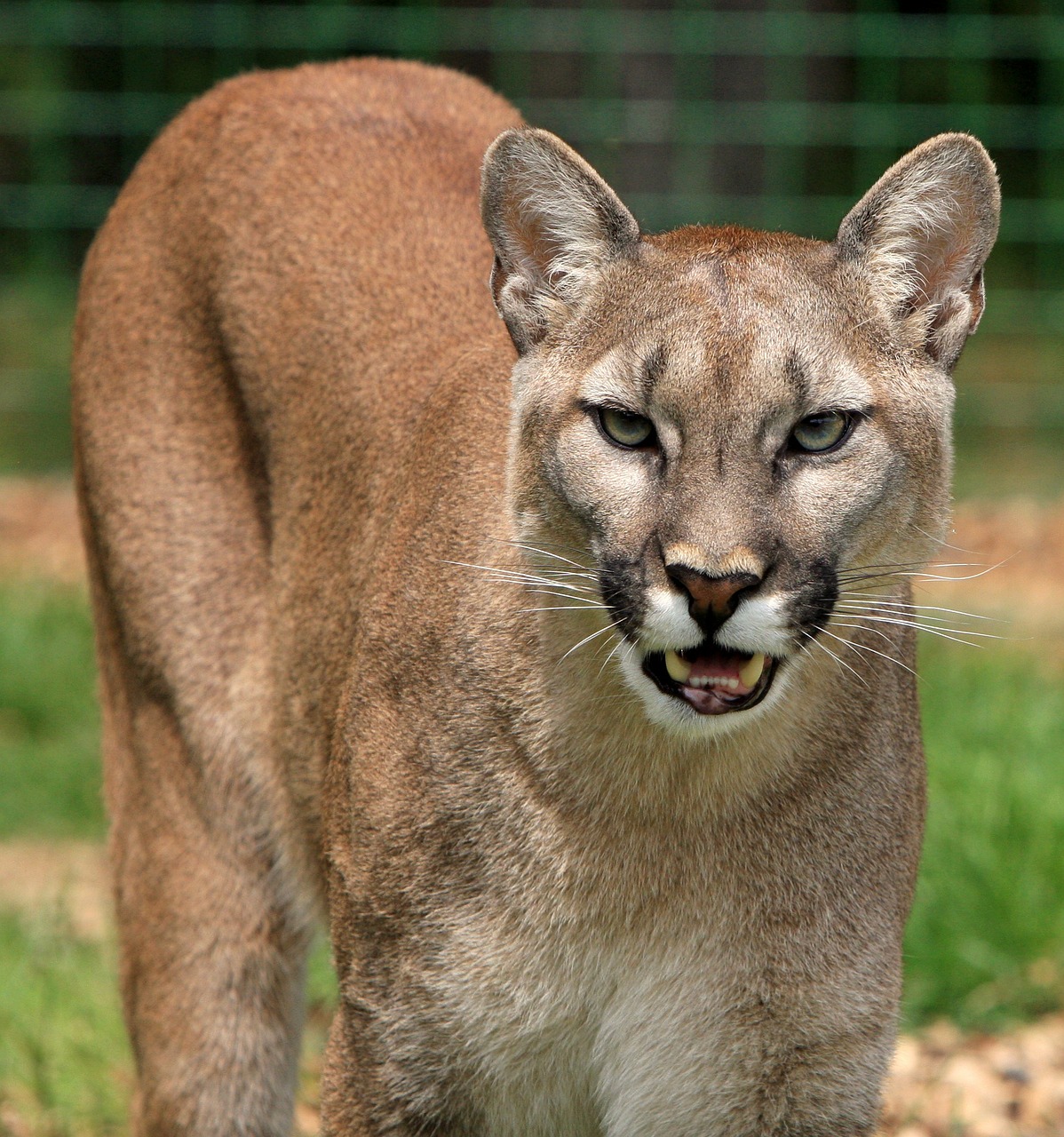 Cougar High Quality Background on Wallpapers Vista
