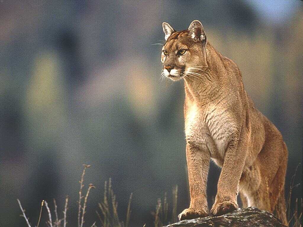 HD Quality Wallpaper | Collection: Animal, 1024x768 Cougar