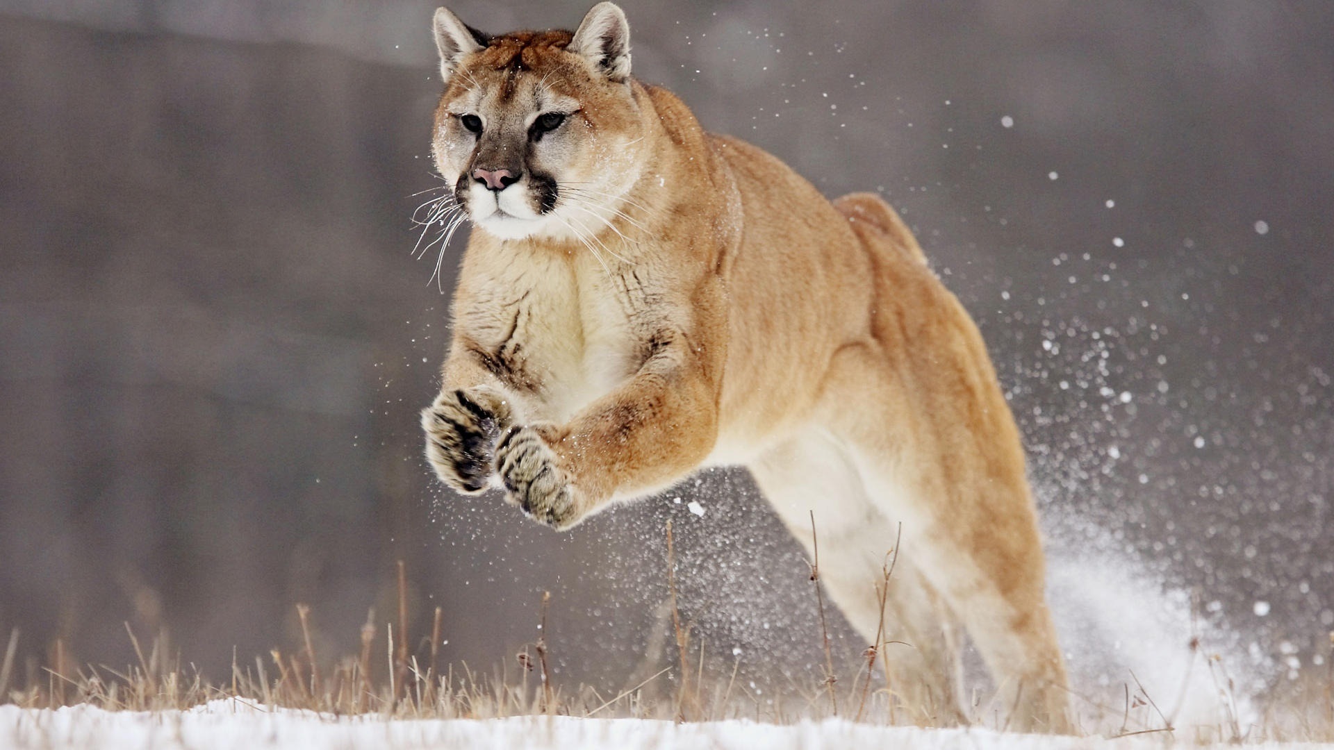 Amazing Cougar Pictures & Backgrounds