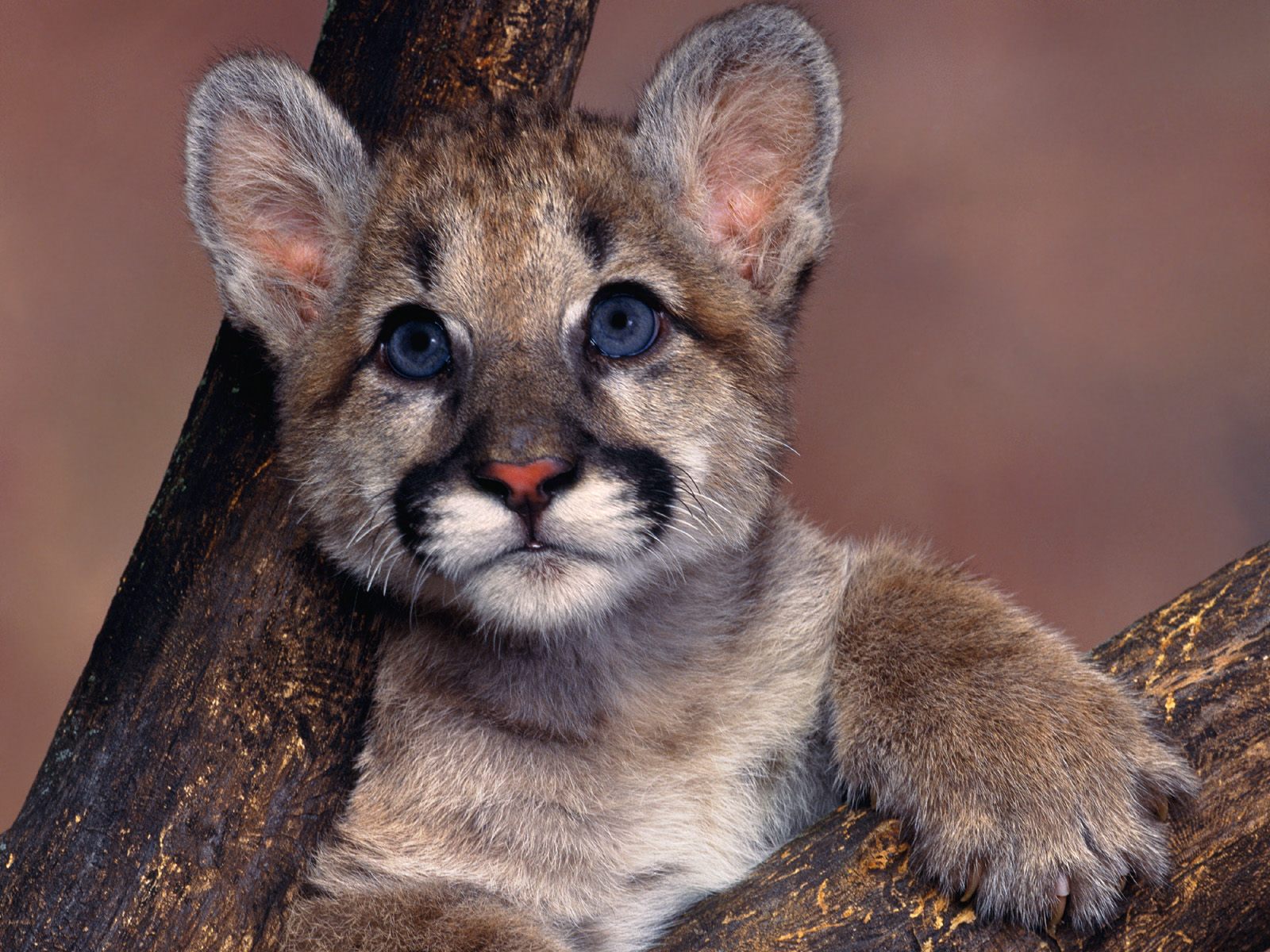 HD Quality Wallpaper | Collection: Animal, 1600x1200 Cougar