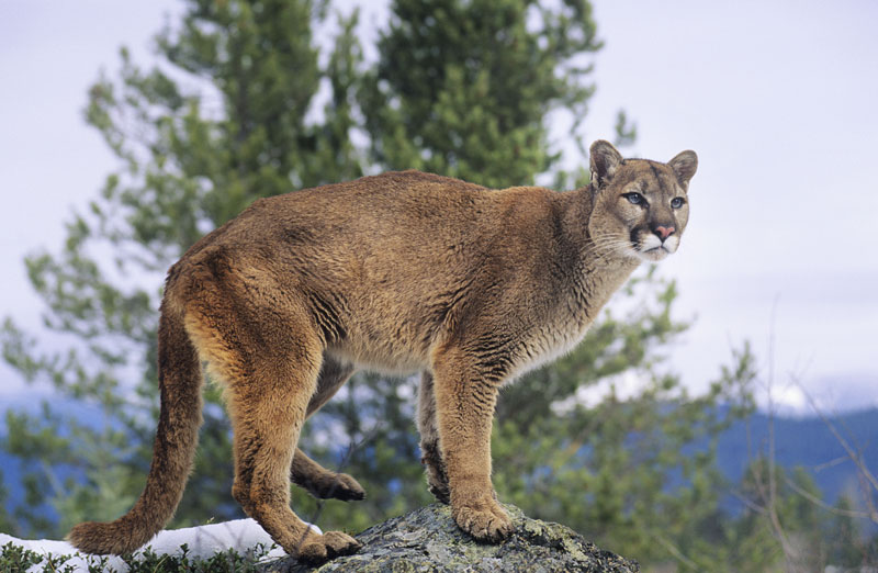 Images of Cougar | 800x522
