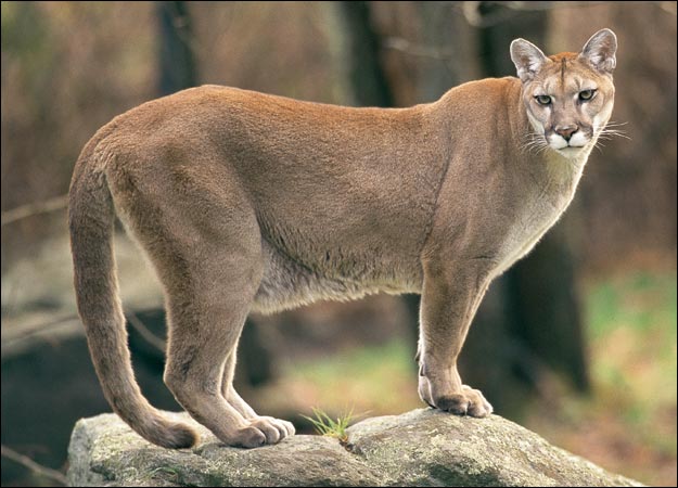 Images of Cougar | 625x450
