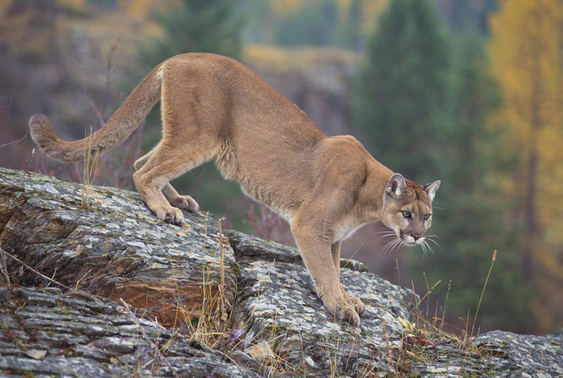 HD Quality Wallpaper | Collection: Animal, 800x537 Cougar