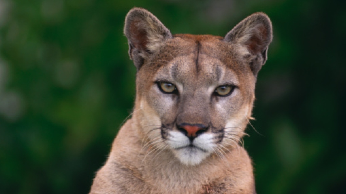 HD Quality Wallpaper | Collection: Animal, 1180x664 Cougar