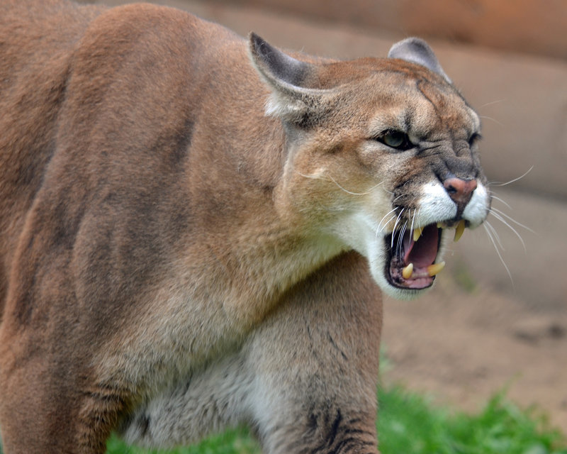 HQ Cougar Wallpapers | File 109.17Kb