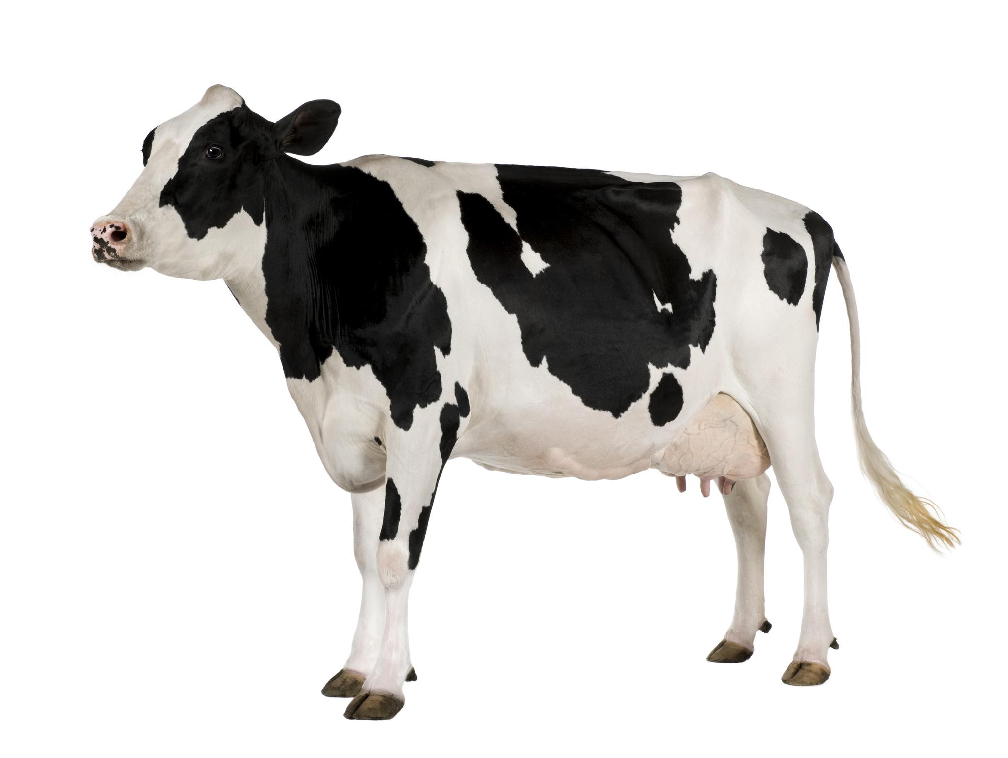 Cow HD wallpapers, Desktop wallpaper - most viewed
