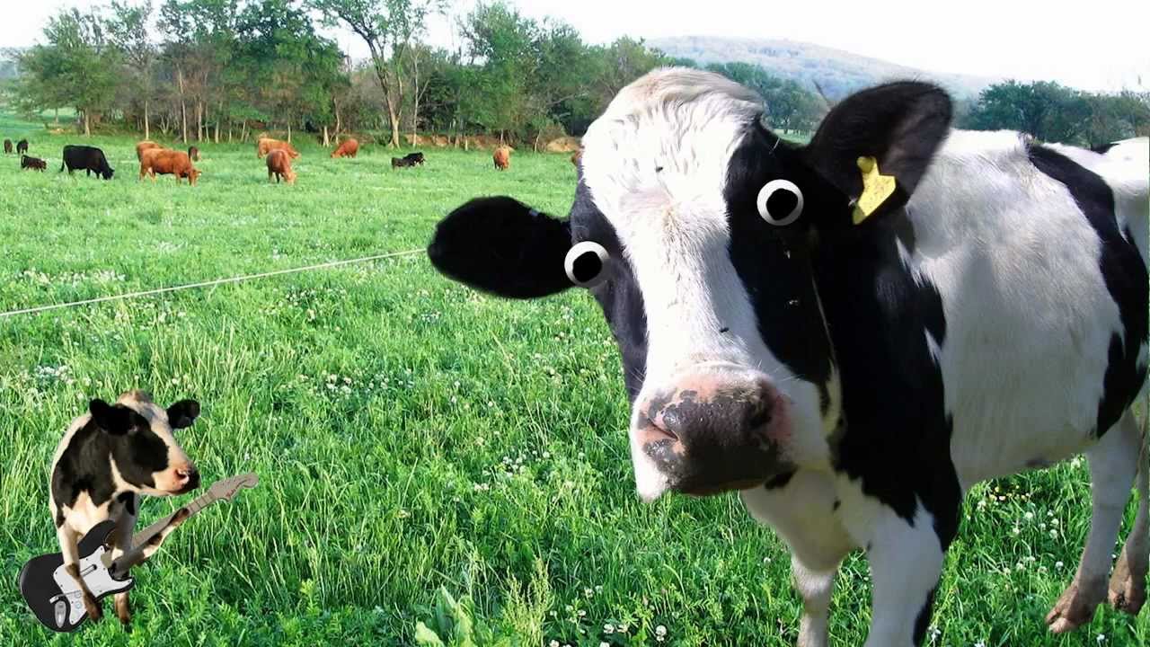 HD Quality Wallpaper | Collection: Animal, 1280x720 Cow