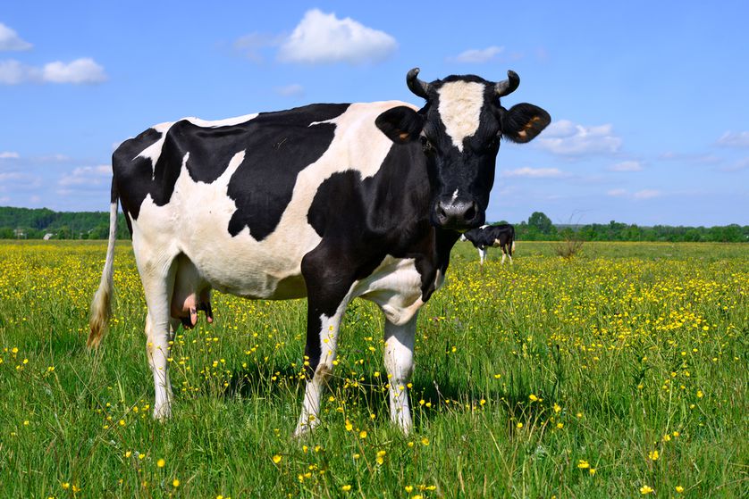 Amazing Cow Pictures & Backgrounds