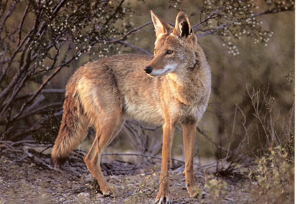 Coyote High Quality Background on Wallpapers Vista
