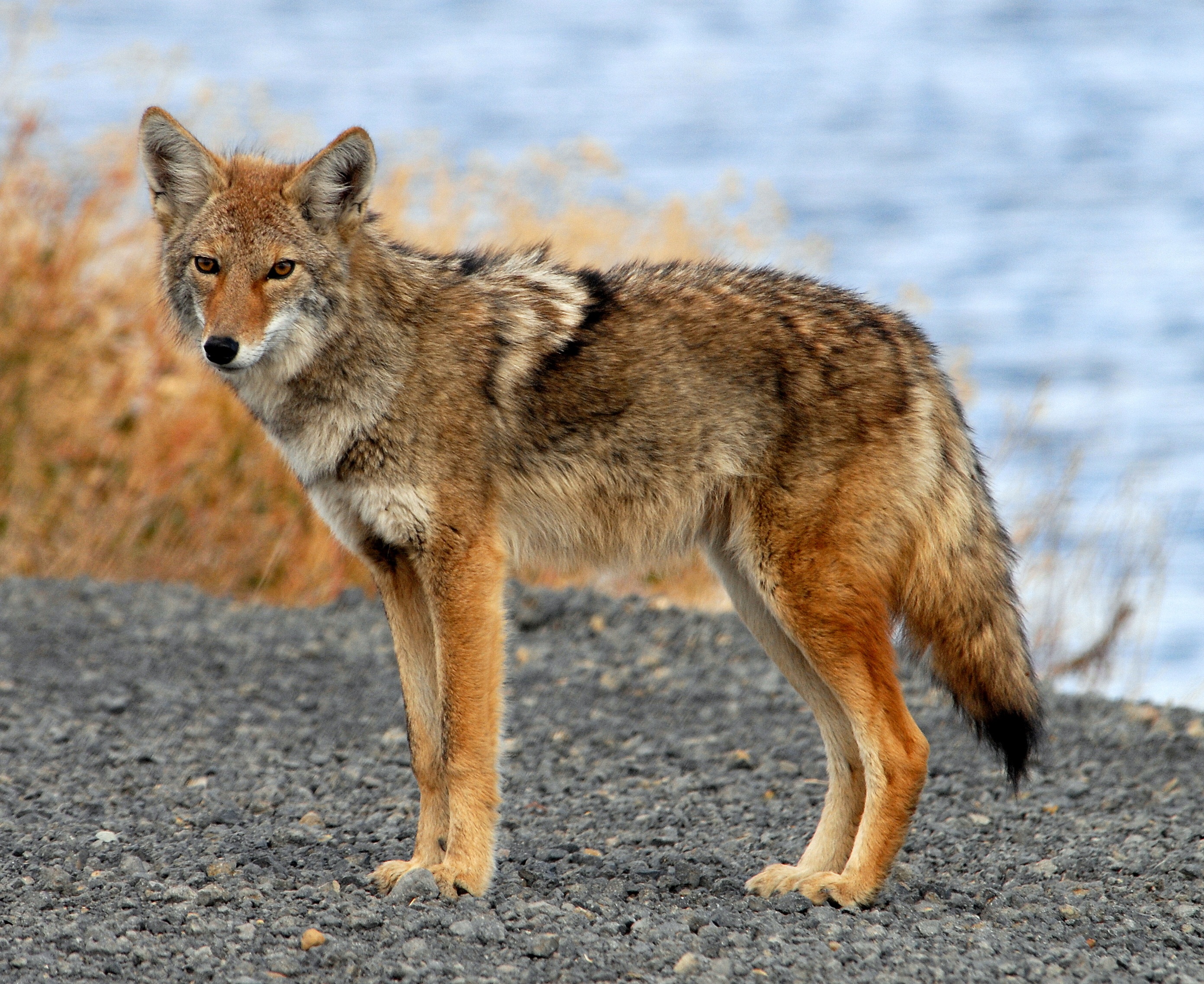 Nice Images Collection: Coyote Desktop Wallpapers