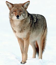 Coyote Pics, Animal Collection