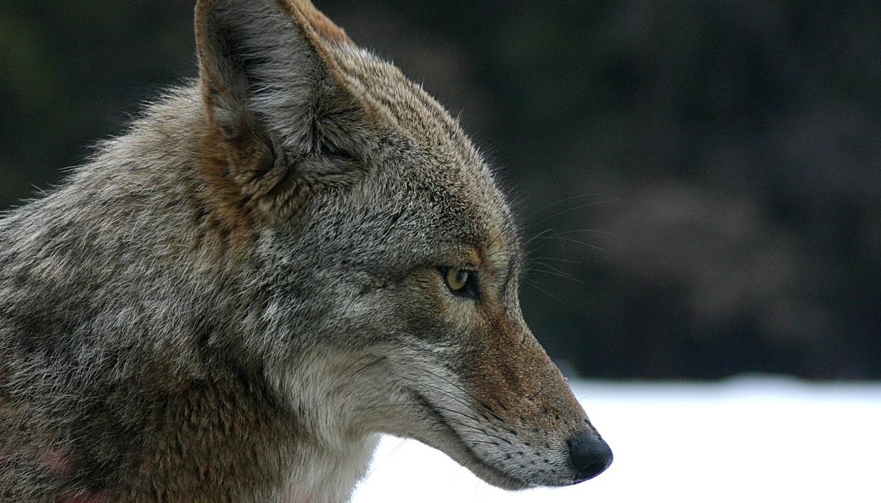 HD Quality Wallpaper | Collection: Animal, 1280x731 Coyote