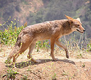 Images of Coyote | 180x158
