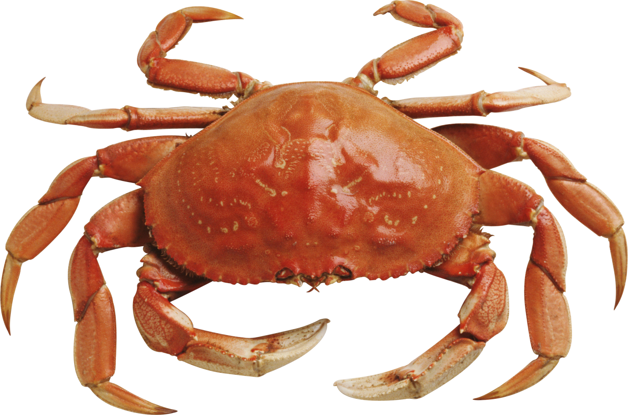Nice wallpapers Crab 1280x846px