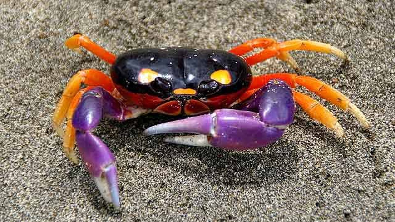 Crab #10