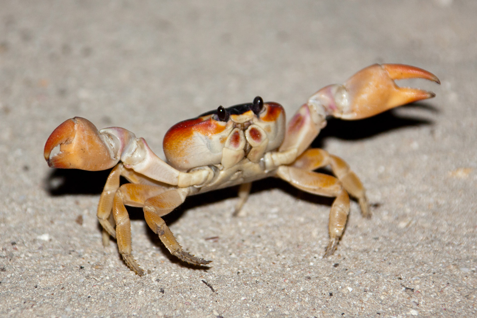 1920x1280 > Crab Wallpapers