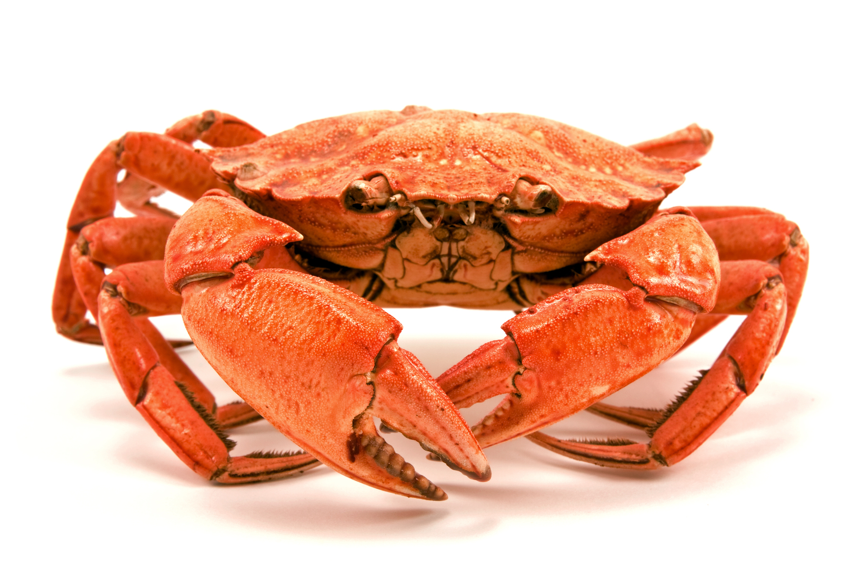 Crab #7