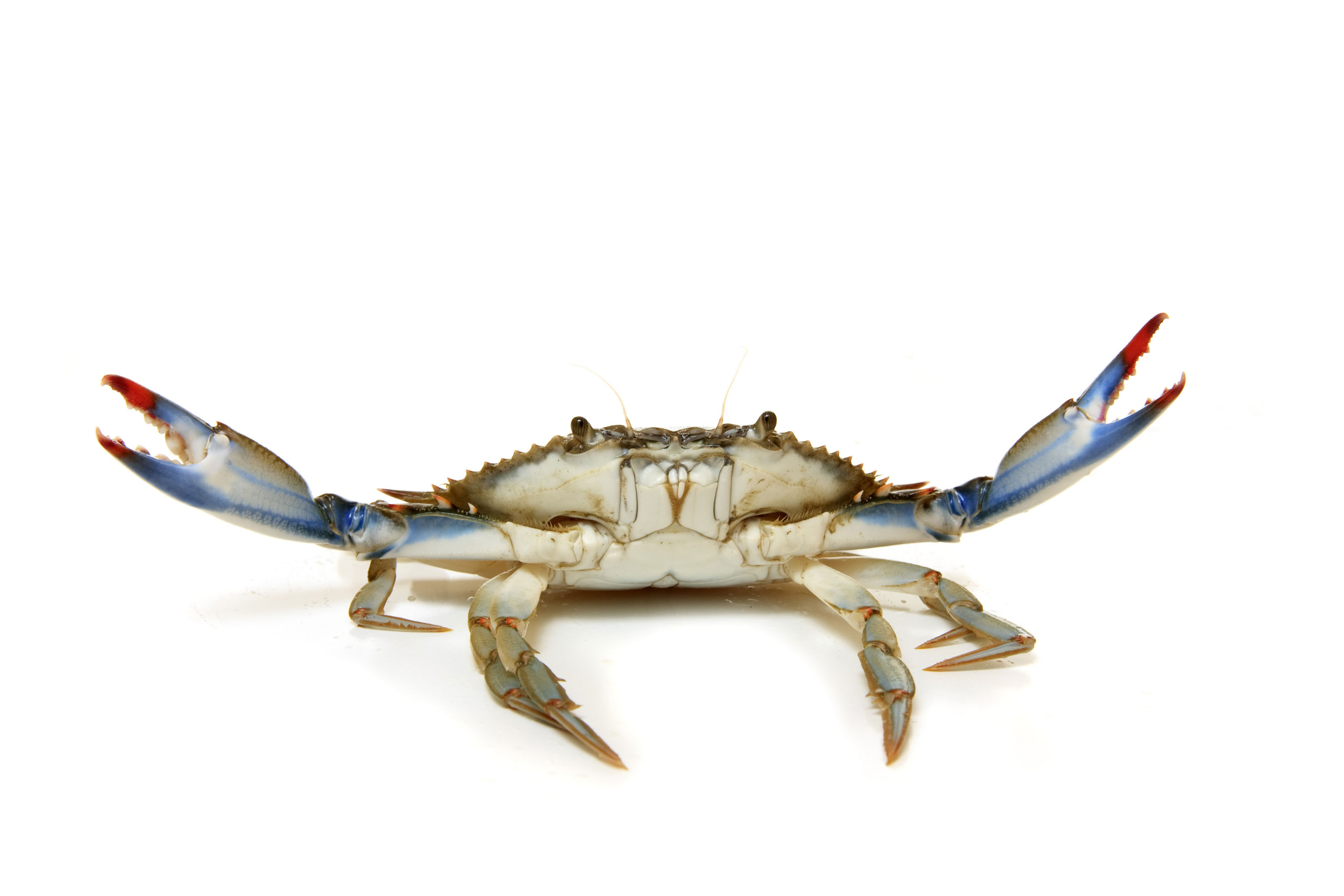Nice Images Collection: Crab Desktop Wallpapers
