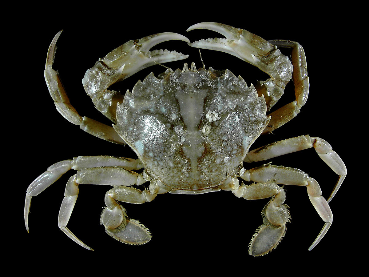 Crab High Quality Background on Wallpapers Vista