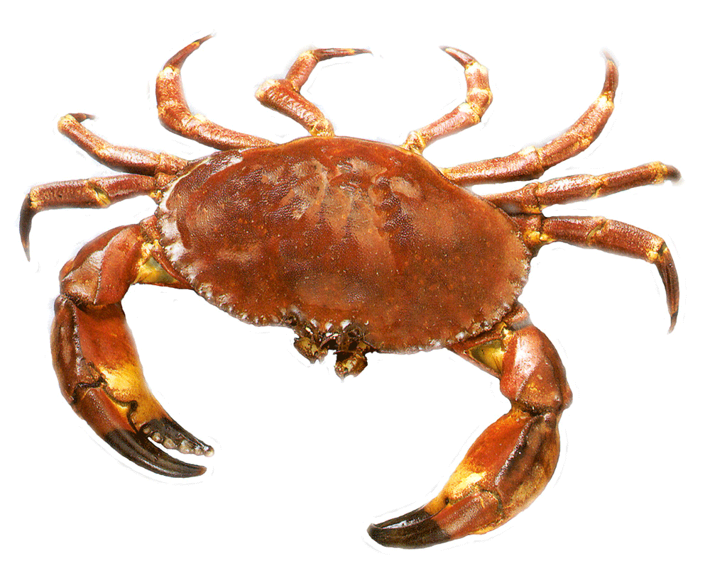 Crab #19