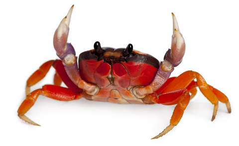 Crab #13