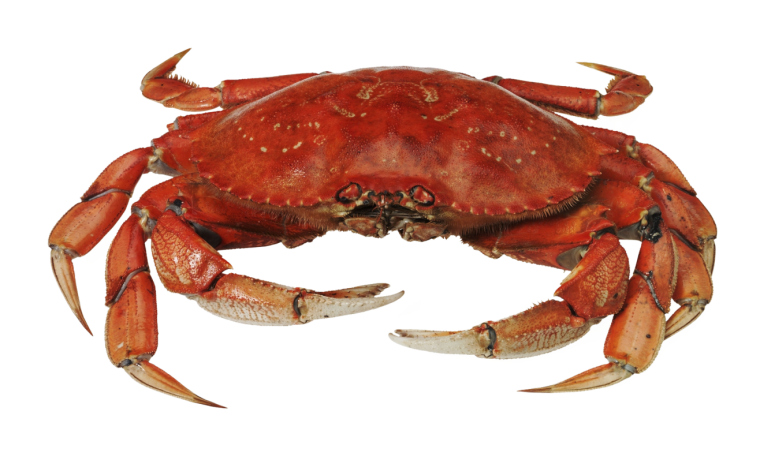 Crab #12