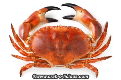 Crab #15