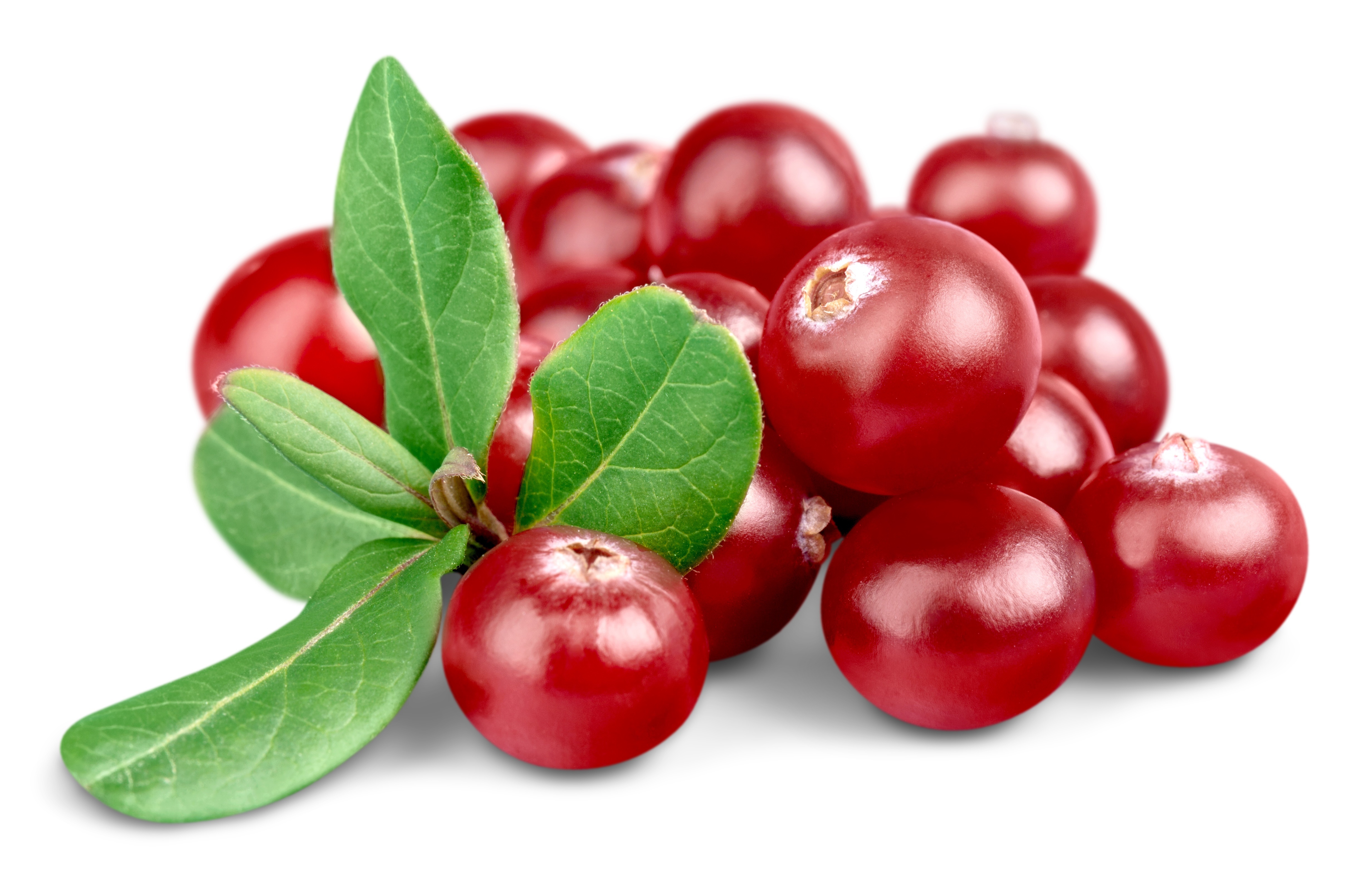 Images of Cranberry | 4926x3121
