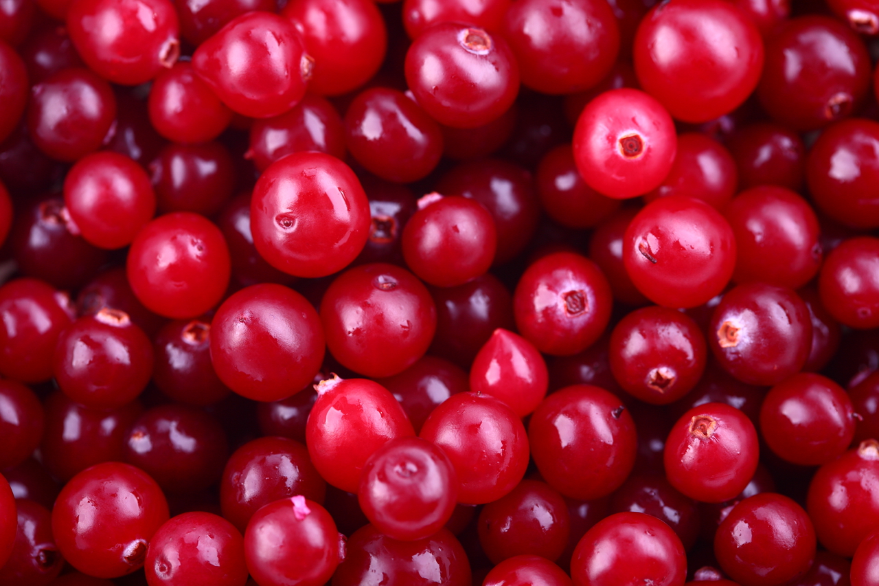HD Quality Wallpaper | Collection: Food, 1280x853 Cranberry
