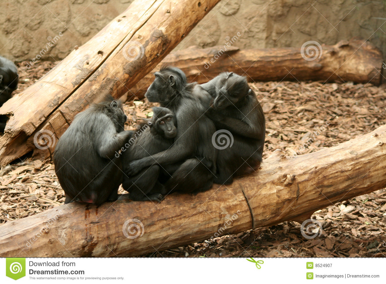 Crested Black Macaque Backgrounds, Compatible - PC, Mobile, Gadgets| 1300x957 px