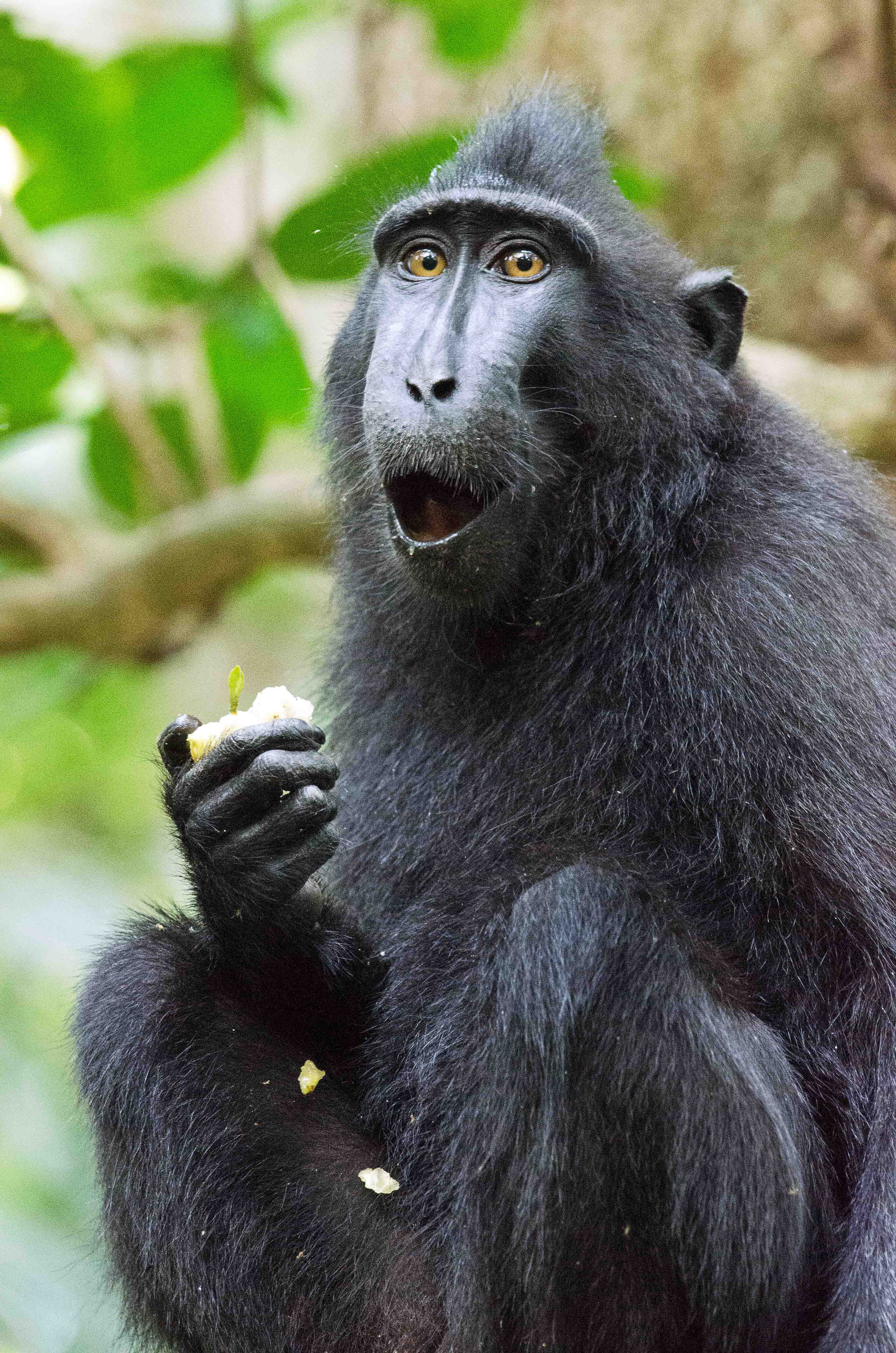 Images of Crested Black Macaque | 3264x4928