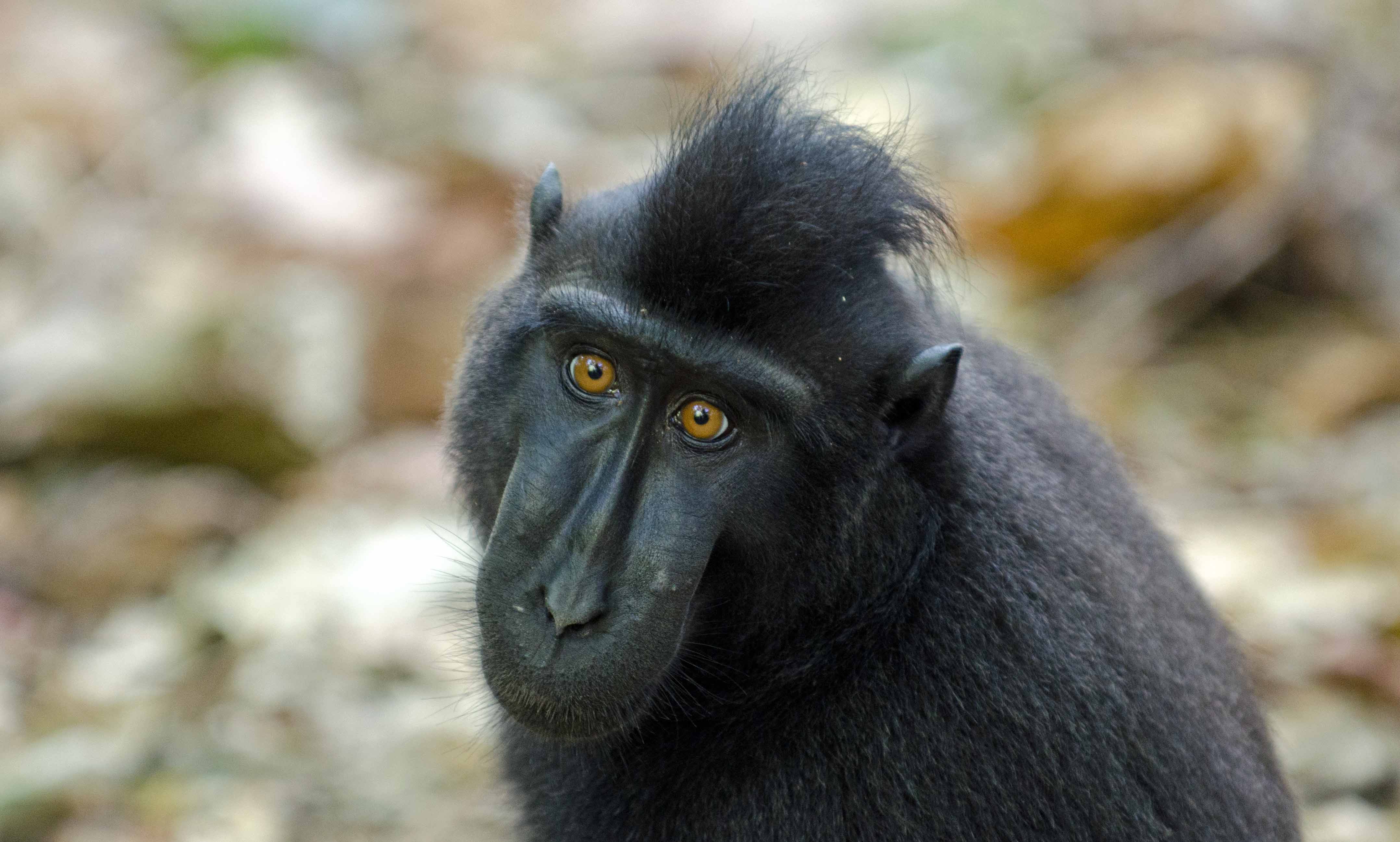 Crested Black Macaque Pics, Animal Collection