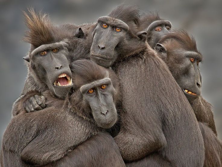 Images of Crested Black Macaque | 736x552