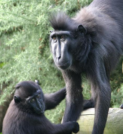 HD Quality Wallpaper | Collection: Animal, 470x512 Crested Black Macaque