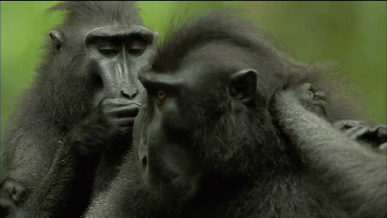 High Resolution Wallpaper | Crested Black Macaque 1280x720 px