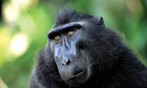 Crested Black Macaque Backgrounds, Compatible - PC, Mobile, Gadgets| 560x336 px