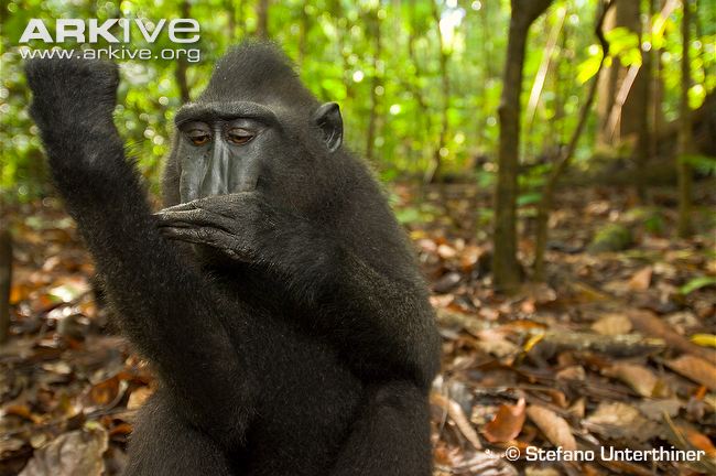 650x432 > Crested Black Macaque Wallpapers