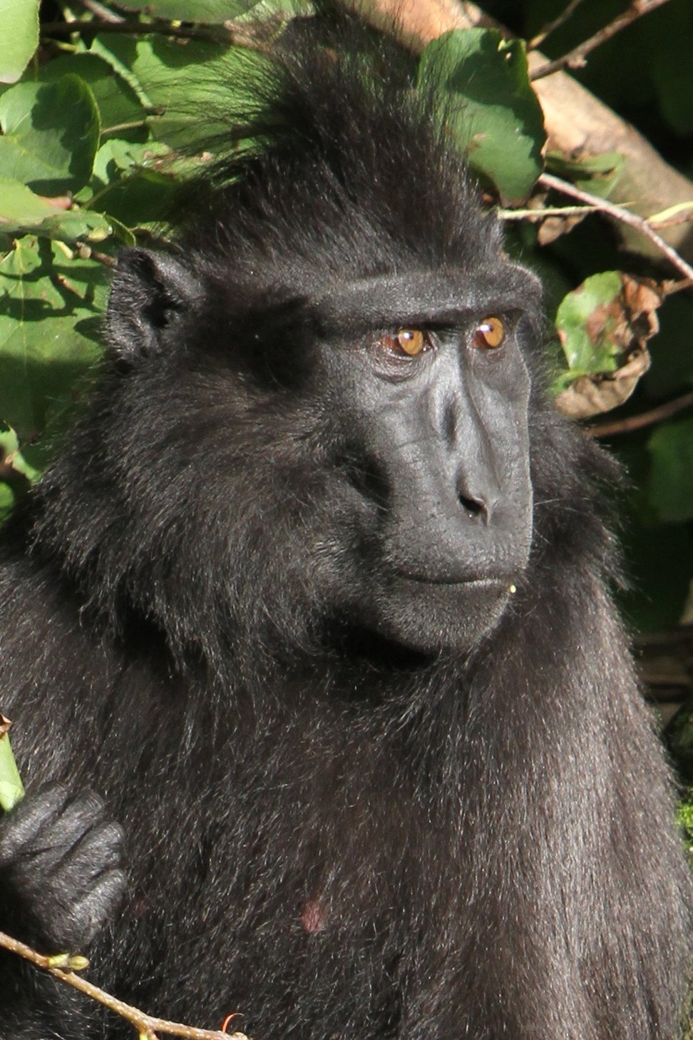 Crested Black Macaque Backgrounds, Compatible - PC, Mobile, Gadgets| 972x1458 px