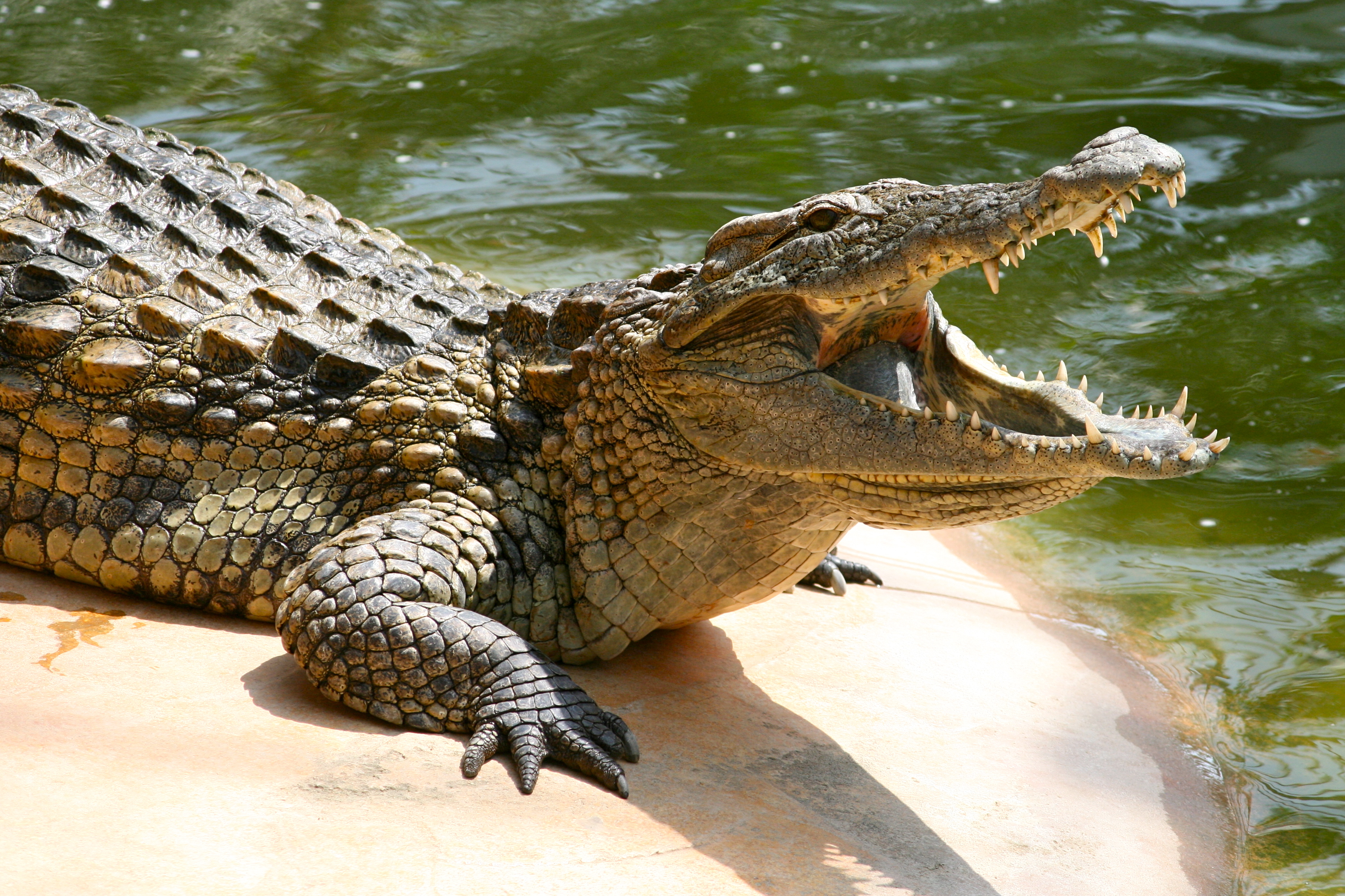Crocodile #7