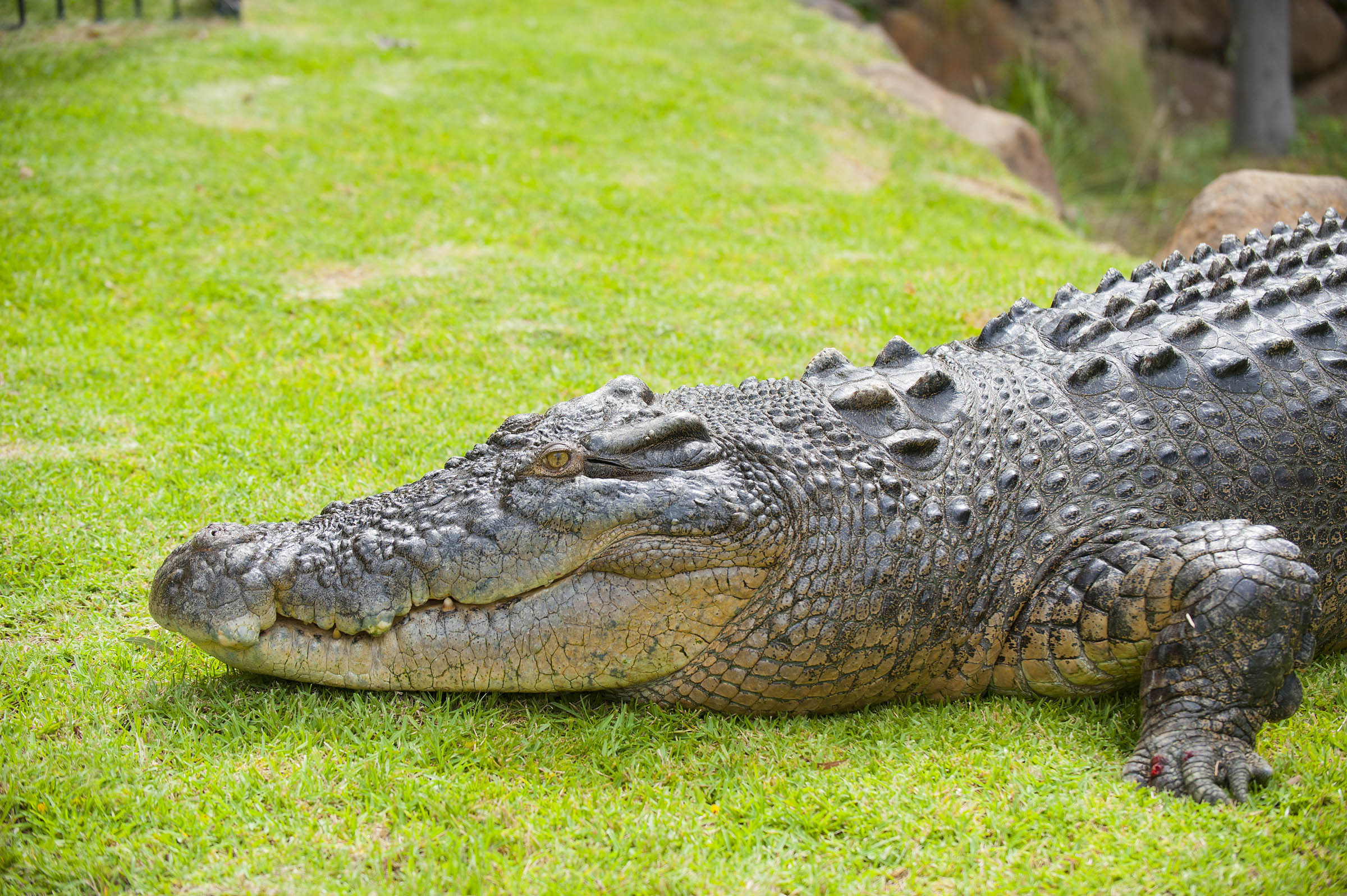 Nice Images Collection: Crocodile Desktop Wallpapers