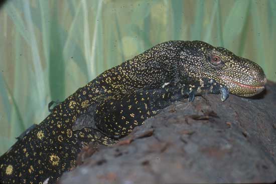 Nice Images Collection: Crocodile Monitor Desktop Wallpapers