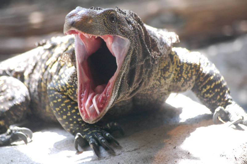 Crocodile Monitor Pics, Animal Collection