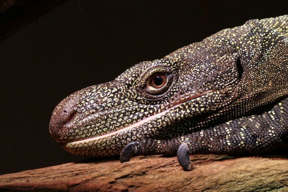 Crocodile Monitor Backgrounds, Compatible - PC, Mobile, Gadgets| 1000x667 px