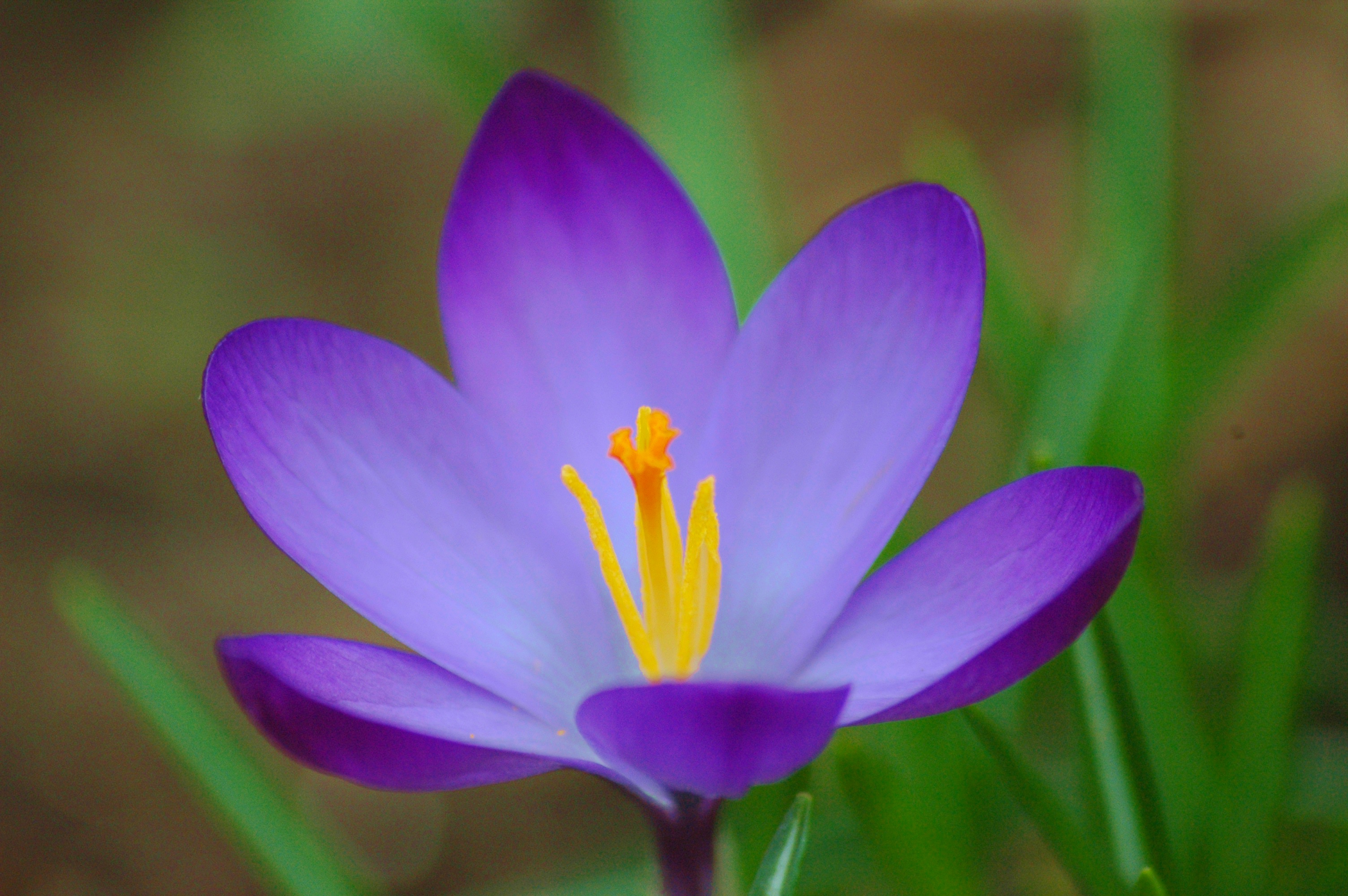 Crocus High Quality Background on Wallpapers Vista